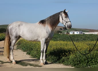 PRE Blandning, Sto, 10 år, 164 cm, Gråskimmel