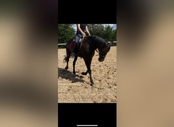 PRE Blandning, Sto, 11 år, 170 cm, Mörkbrun