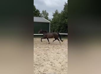 PRE Blandning, Sto, 11 år, 170 cm, Mörkbrun