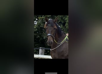 PRE Blandning, Sto, 11 år, 170 cm, Mörkbrun