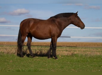 PRE, Sto, 13 år, 161 cm, Brun