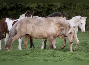 PRE Blandning, Sto, 15 år, 156 cm, Palomino