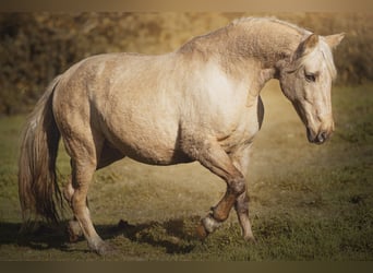 PRE Blandning, Sto, 15 år, 156 cm, Palomino