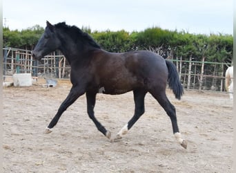 PRE Blandning, Sto, 1 år, 152 cm, Svart