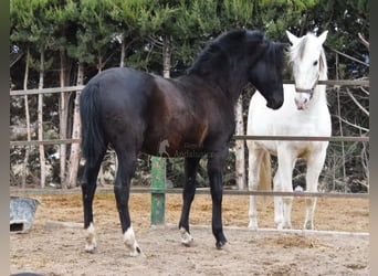 PRE Blandning, Sto, 1 år, 152 cm, Svart