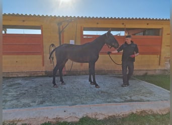 PRE Blandning, Sto, 2 år, 170 cm, Mörkbrun
