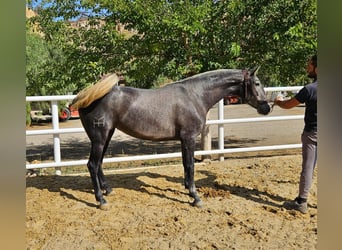 PRE, Sto, 3 år, 155 cm