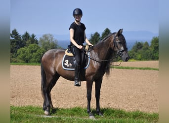PRE Blandning, Sto, 3 år, 157 cm, Grå-mörk-brun