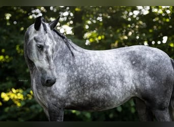 PRE Blandning, Sto, 4 år, 166 cm, Gråskimmel