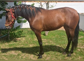 PRE, Sto, 4 år, 167 cm
