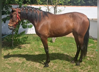 PRE, Sto, 4 år, 167 cm