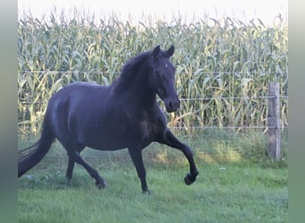 PRE, Sto, 5 år, 158 cm, Svart