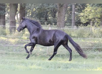 PRE, Sto, 5 år, 158 cm, Svart