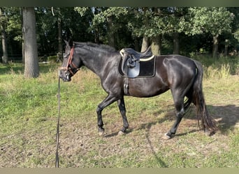 PRE, Sto, 5 år, 158 cm, Svart