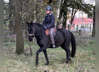 PRE, Sto, 5 år, 158 cm, Svart