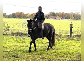PRE, Sto, 5 år, 158 cm, Svart