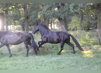 PRE, Sto, 5 år, 158 cm, Svart