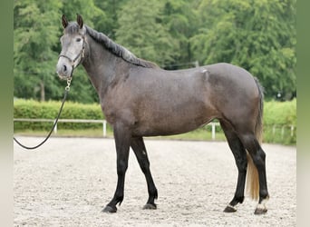 PRE Blandning, Sto, 5 år, 162 cm, Grå-blå-brun