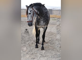 PRE Blandning, Sto, 6 år, 168 cm, Gråskimmel