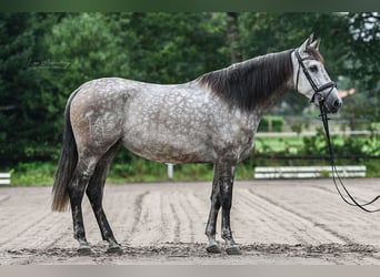 PRE, Sto, 7 år, 167 cm, Gråskimmel