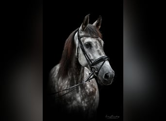 PRE, Sto, 7 år, 167 cm, Gråskimmel