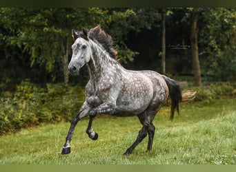 PRE, Sto, 7 år, 167 cm, Gråskimmel
