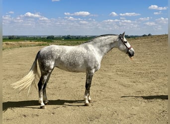 PRE Blandning, Sto, 8 år, 167 cm, Grå