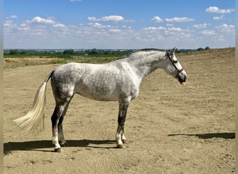 PRE Blandning, Sto, 8 år, 167 cm, Grå