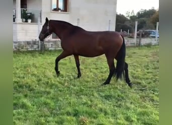 PRE Blandning, Sto, 9 år, 170 cm, Brun