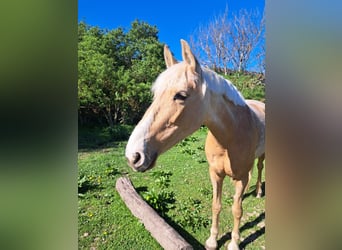 PRE, Stute, 10 Jahre, 150 cm, Palomino