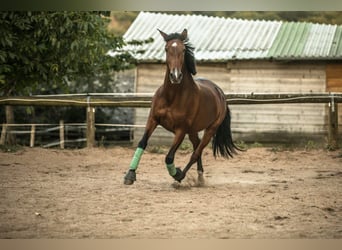 PRE Mix, Stute, 10 Jahre, 155 cm, Brauner