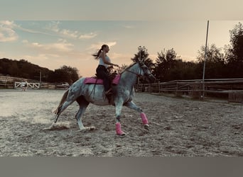 PRE Mix, Stute, 10 Jahre, 155 cm, Schimmel