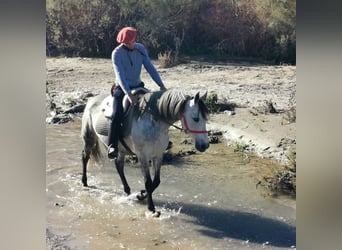 PRE Mix, Stute, 10 Jahre, 155 cm, Schimmel