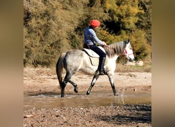 PRE Mix, Stute, 10 Jahre, 155 cm, Schimmel