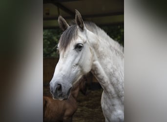 PRE Mix, Stute, 10 Jahre, 158 cm, Schimmel