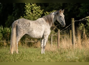 PRE, Stute, 10 Jahre, 160 cm, Apfelschimmel