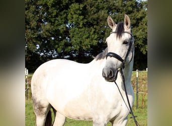 PRE Mix, Stute, 10 Jahre, 161 cm, Schimmel