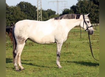 PRE Mix, Stute, 10 Jahre, 161 cm, Schimmel