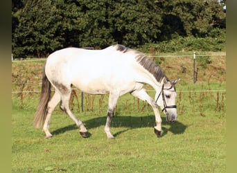 PRE Mix, Stute, 10 Jahre, 161 cm, Schimmel