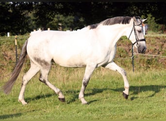 PRE Mix, Stute, 10 Jahre, 161 cm, Schimmel