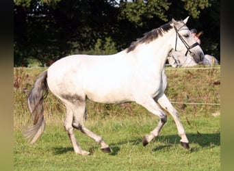 PRE Mix, Stute, 10 Jahre, 161 cm, Schimmel