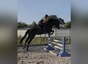 PRE, Stute, 10 Jahre, 162 cm, Rappe