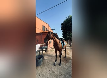 PRE Mix, Stute, 10 Jahre, 163 cm, Brauner