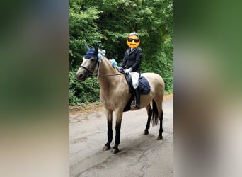 PRE Mix, Stute, 10 Jahre, 163 cm, Buckskin