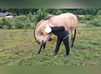PRE Mix, Stute, 10 Jahre, 163 cm, Buckskin
