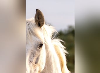 PRE Mix, Stute, 10 Jahre, 165 cm, Schimmel