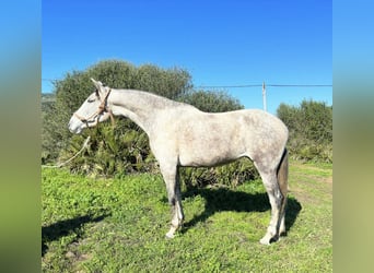 PRE Mix, Stute, 10 Jahre, 168 cm, Schimmel