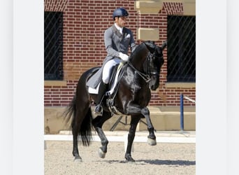 PRE Mix, Stute, 10 Jahre, 168 cm, Schimmel