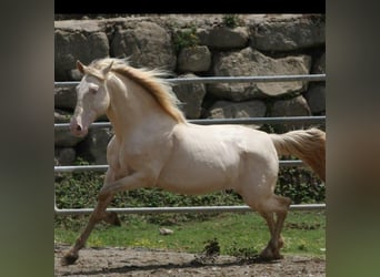 PRE Mix, Stute, 11 Jahre, 154 cm, Fuchs