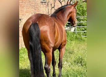 PRE Mix, Stute, 11 Jahre, 155 cm, Brauner